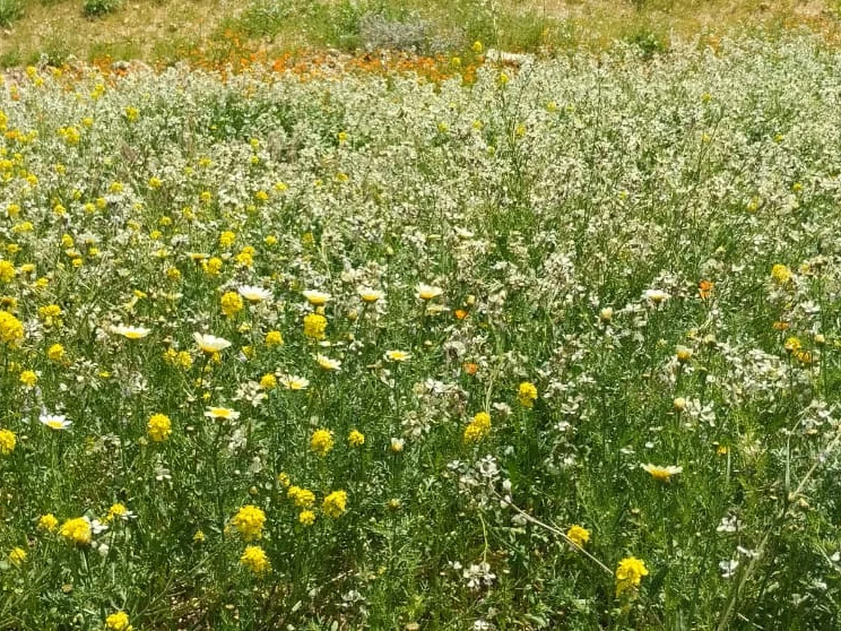 Coopérative EL GHIZLANE à Fquih Ben Salah